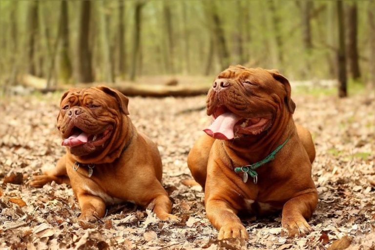 Guía informativa sobre la raza dogo de Burdeos