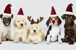 Los mejores regalos de Navidad para perros