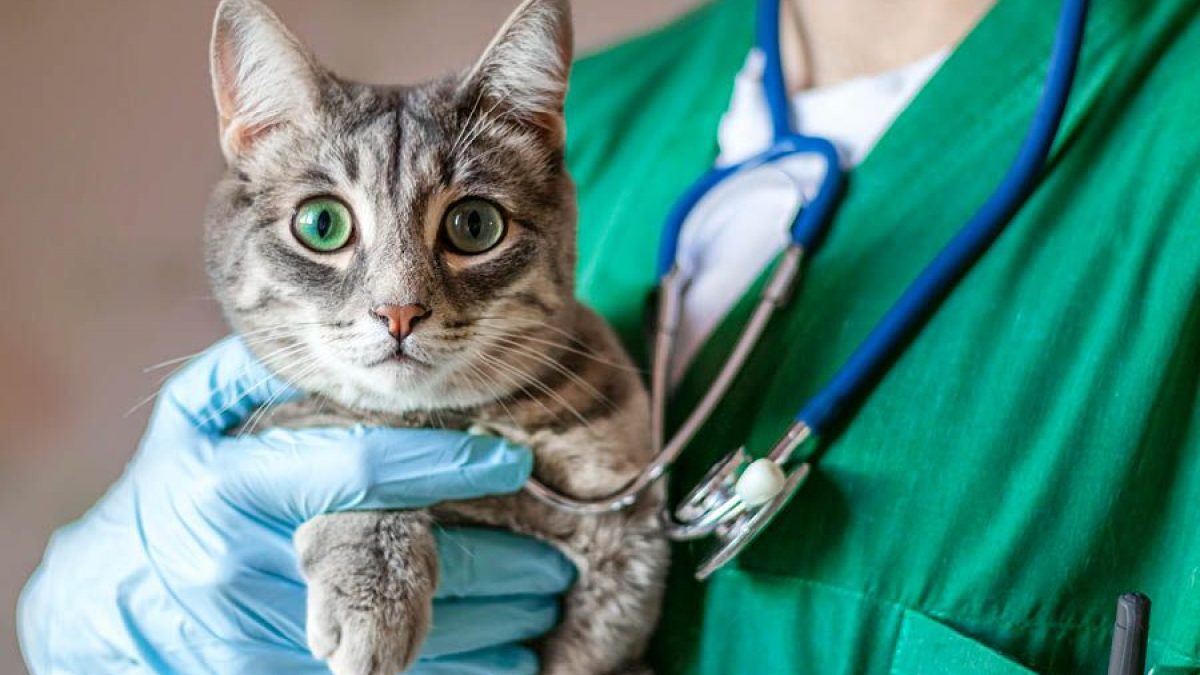 revisión Cría Comida sana Preguntas sobre la esterilización en gatos | Tiendanimal