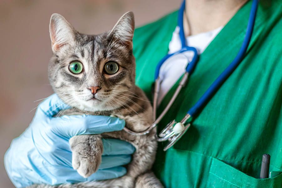 Esterilización en gatos