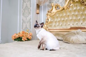 Hoteles-y-residencias-para-gatos-en-Barcelona