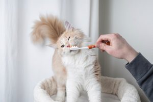 Cómo quitar el sarro en los gatos