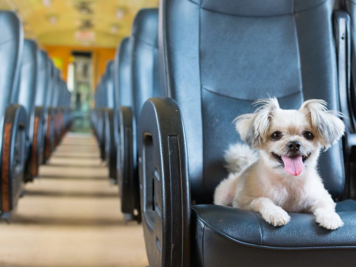 Estudiante naranja Vadear Cómo viajar con perros en el tren | Tiendanimal