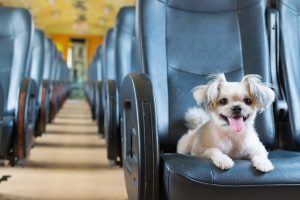 Cómo viajar con perros en tren