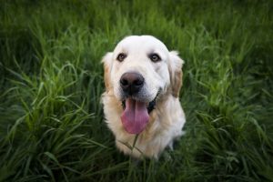 cómo fortalecer el sistema inmune de mi perro