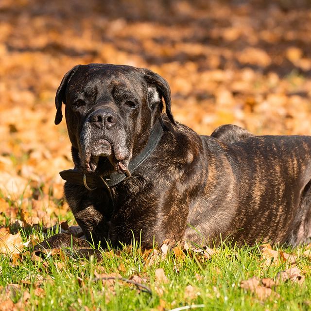 MASTIM INGLÊS ou MASTIFF: características e cuidados