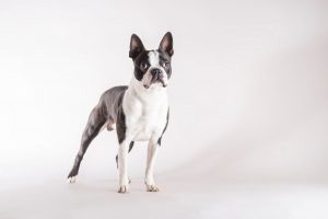 Raza de perro boston terrier