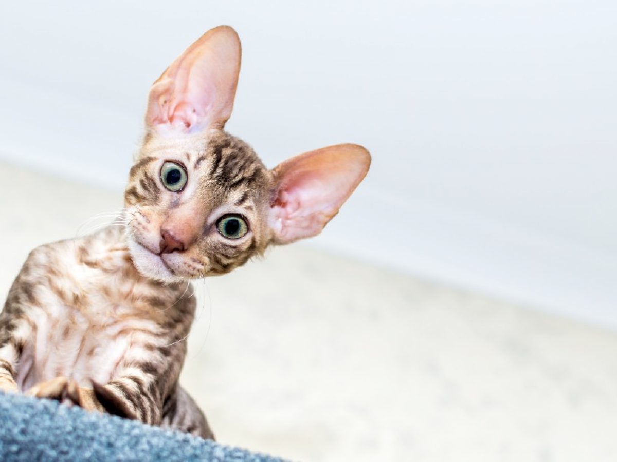 Gato Cornish Rex: Cuidados y Características | Tiendanimal