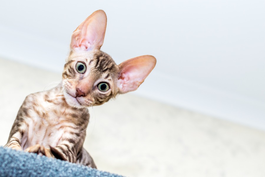 Gato-Cornish-Rex