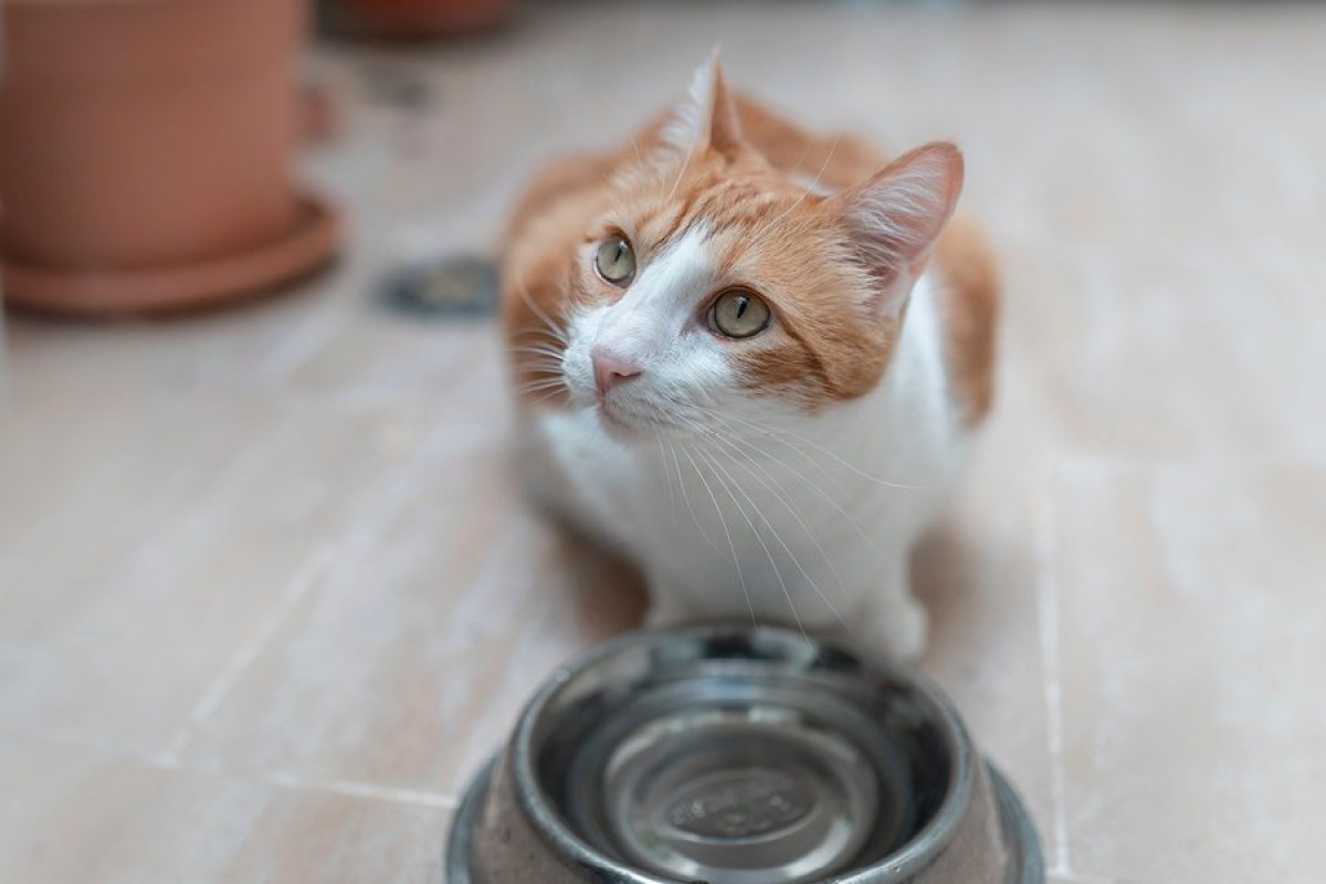 Gato Deshidratado 1200x800