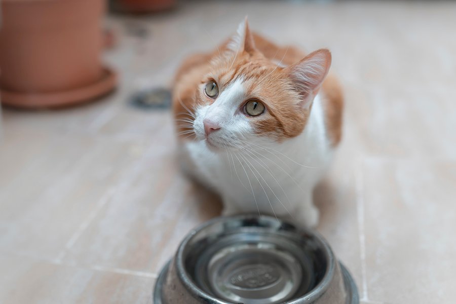 Cómo hidratar aun gato y evitar su deshidratación
