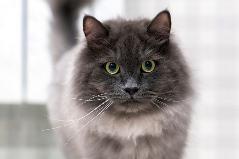 Nebelung-gato-tiendanimal