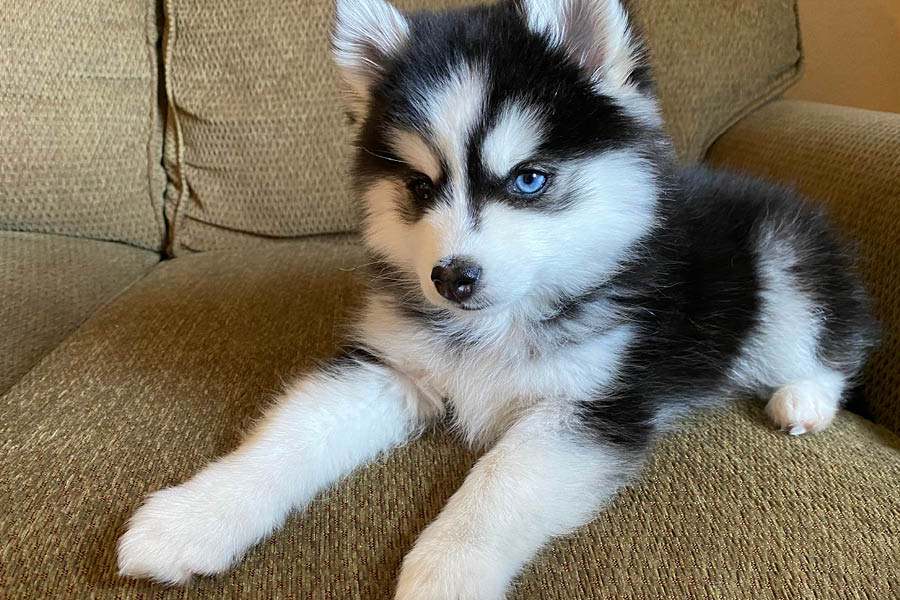 Guía características y cuidados de la raza de perro pomsky
