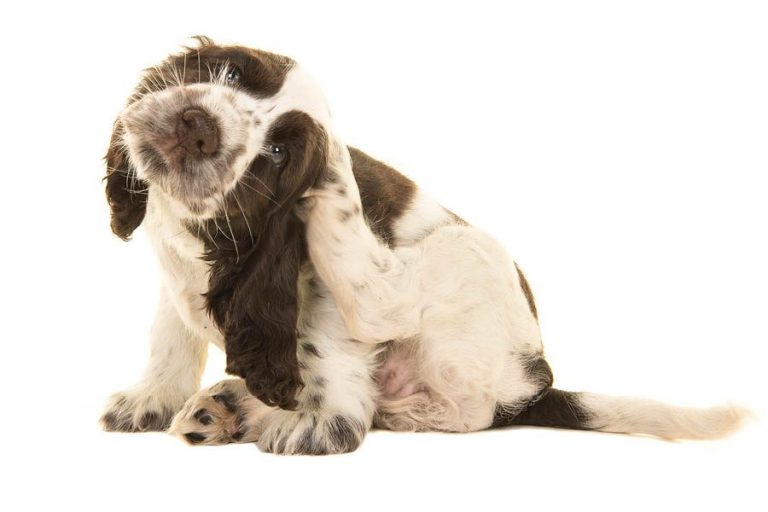 Tipos de parásitos externos en perros