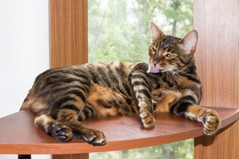 Toyger
