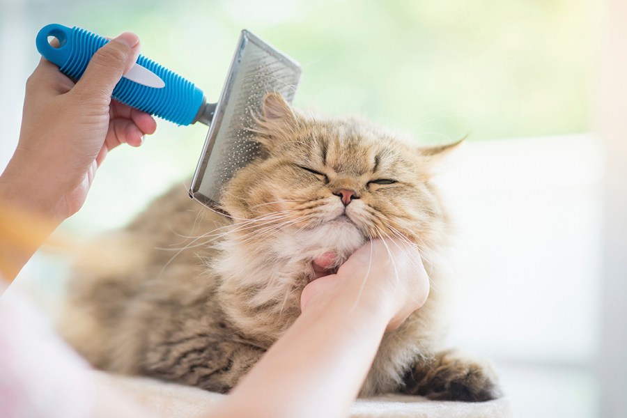 Caída de pelo en gatos