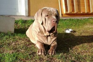 Foto raza de perro Mastín Napolitano