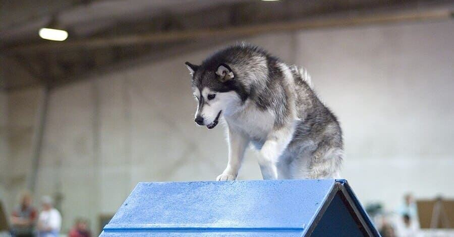 Guía de cuidados del Alaskan Malamute