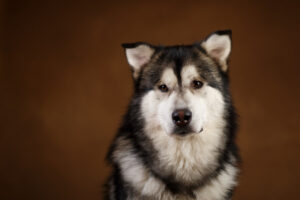 Guía informativa del Alaskan Malamute