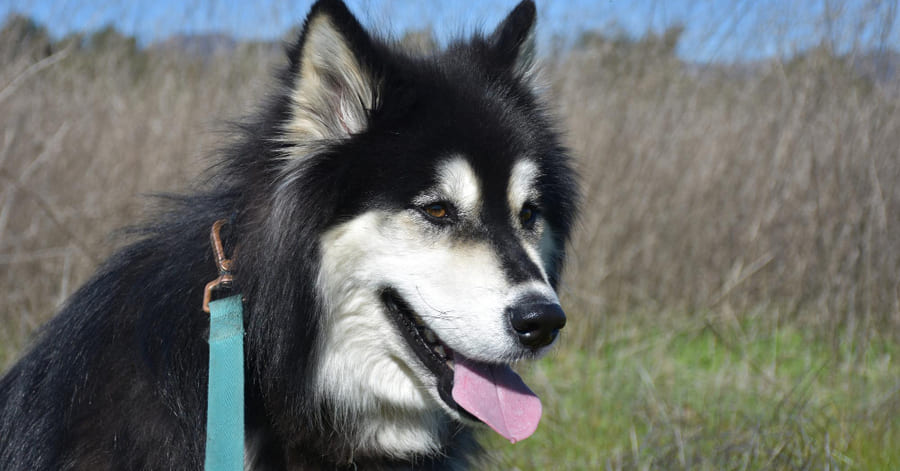 Historia y origen del Alaskan Malamute