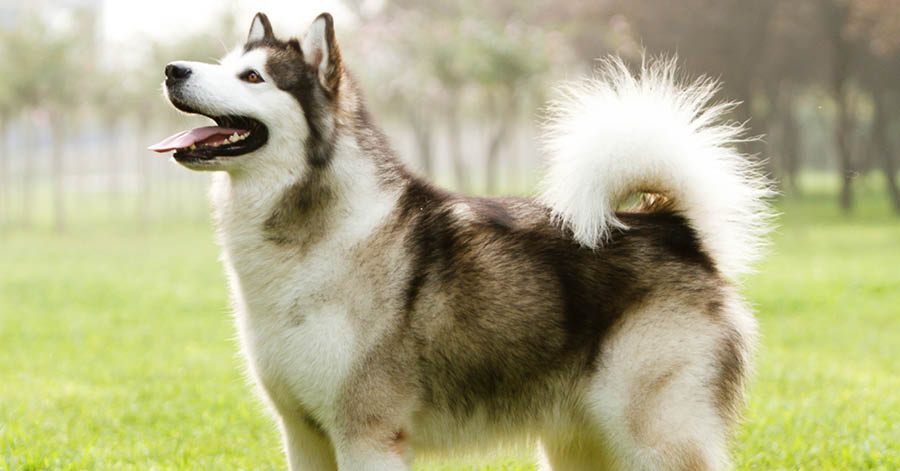 Temperamento del Alaskan Malamute