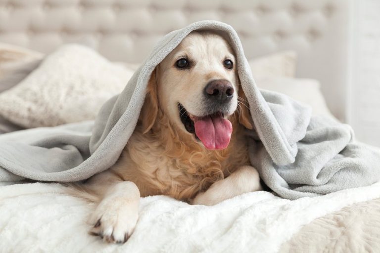 hotel-para-perros-sevilla