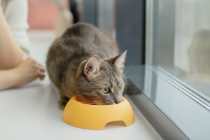 mejor-comida-humeda-para-gatos