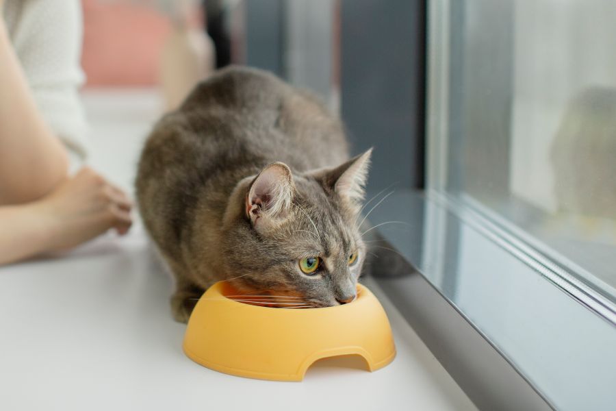 Mejor comida húmeda para gatos