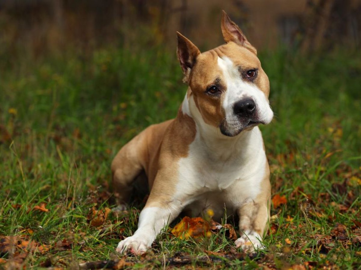 Staffordshire Bull Terrier: cuidados y características - Tiendanimal