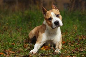 staffordshire-bull-terrier