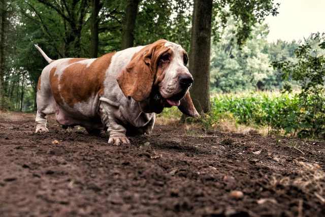 Basset Hound: conoce las curiosidades del perro salchicha