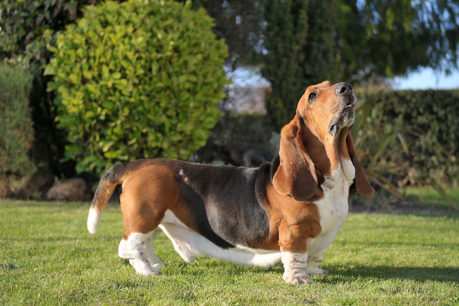 Toda la información sobre la raza Basset Hound