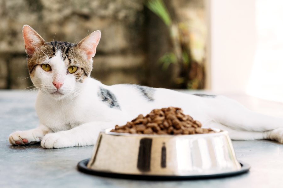 Gato-American-Wirehair