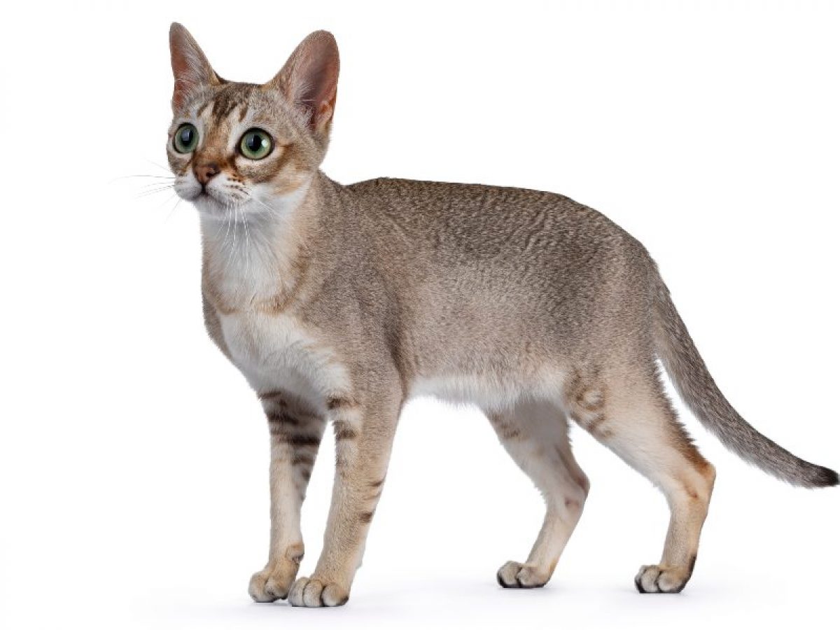 Gato Singapura Cuidados Y Caracteristicas Tiendanimal Gato Singapura Cuidados Y Caracteristicas Tiendanimal
