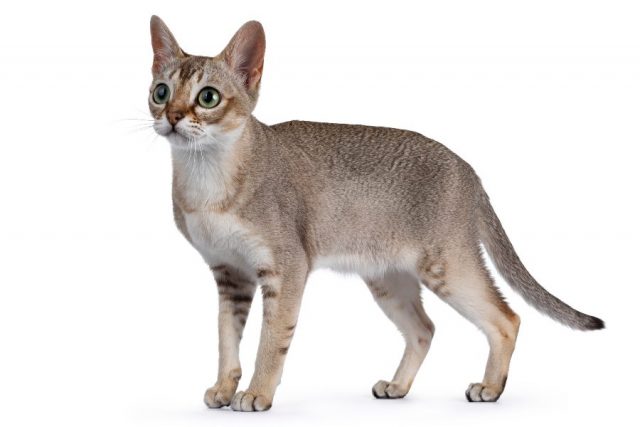 Gatos - Blog Tiendanimal