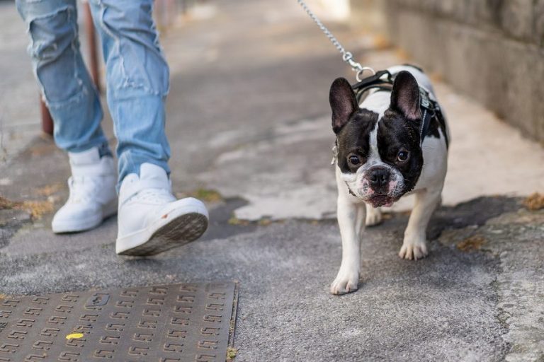 Los mejores arneses para perros grandes, pequeños y antitirones