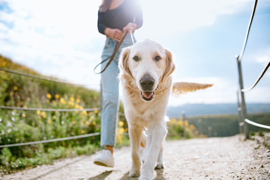 Planes-con-perros