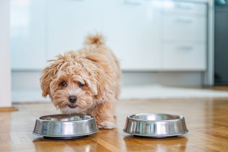 Proteina-para-perros