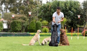 adiestramiento-canino