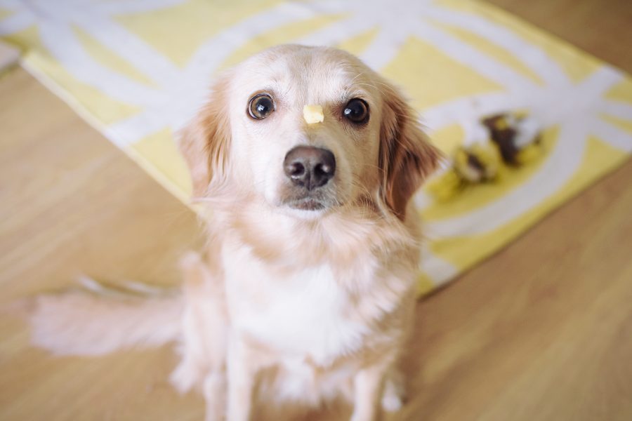 perros-pueden-comer-queso