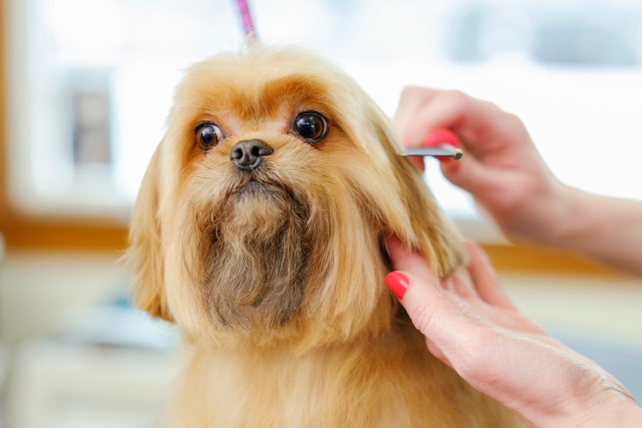 Consejos y productos para quitar los nudos del pelo a tu perro