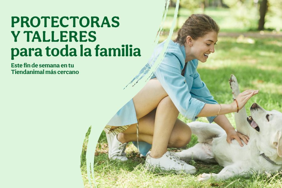 Eventos protectoras talleres blog tiendanimal