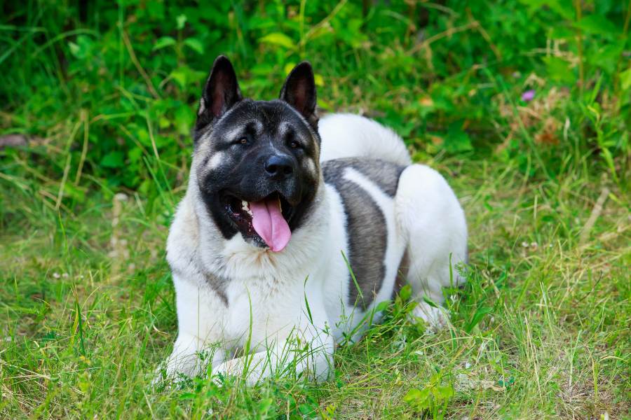Toda la información sobre la raza akita americano