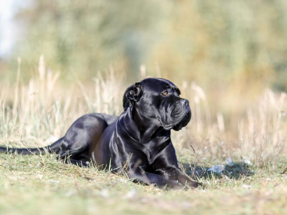 Perro Corso: Características y Cuidados de esta Raza Fuerte