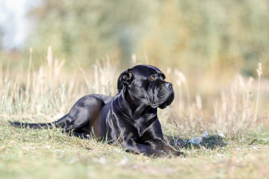 Cane Corso o Mastín Italiano: guía de características y cuidados