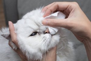 conjuntivitis-en-gatos