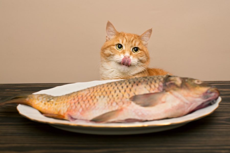 pescado gatos