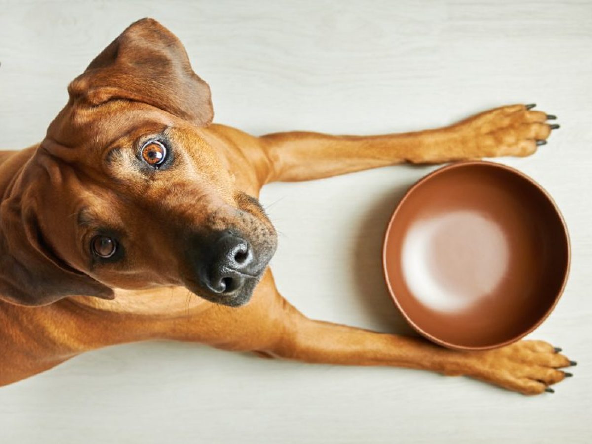 ¿Los Perros Pueden Comer Pescado?