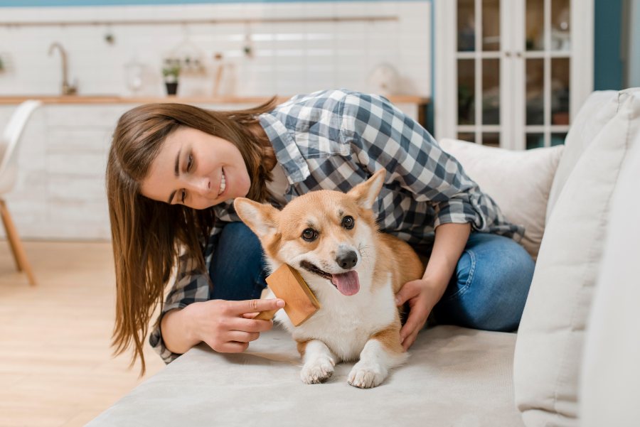 Los mejores cepillos para perros según su tipo de pelo: corto, largo, duro, rizado, etc