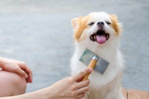 Muda de pelo en chihuahuas y caída de pelo
